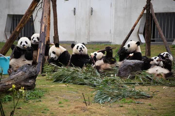 Gardinen Panda giant panda cubs eating bamboo in china nature reserve  © Wandering Bear