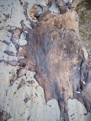 2020 shocking sight. Miracle fossils. This buried tree has appeared for more than two million...