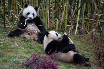 Plakat giant panda cubs eating bamboo in china nature reserve