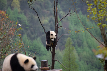 giant panda cubs climbing in a tree