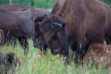 bison buffalo grazing in a meadow in manitoba canada
