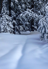 Snowy forest solitude 