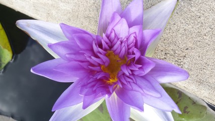 water lily purple
