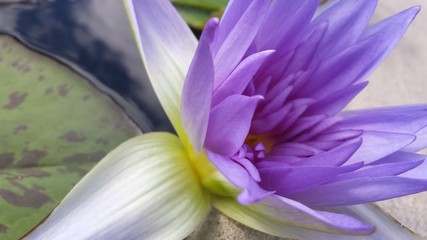 flower closeup purple lily