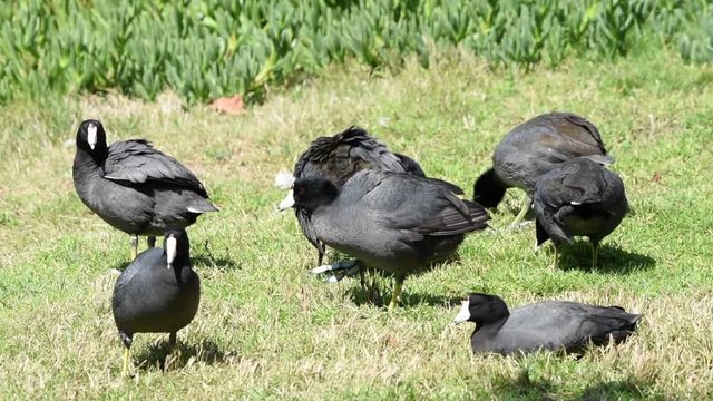 American Coots on green grass resting and preening. Commonly mistaken for ducks, American coots are only distantly related to ducks.