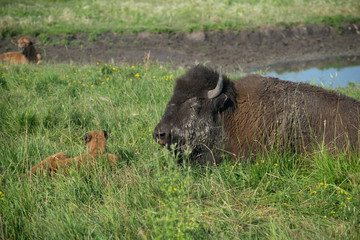 Fototapeta na wymiar bison buffalo