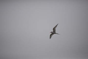arctic tern in flight