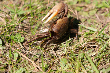 crab walking on grassy ground with claw raised