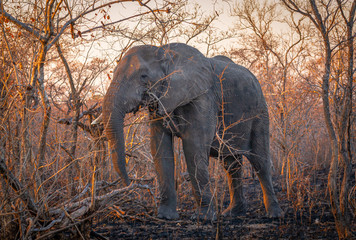 Elephant bull eating after a fire in Kruger National Park