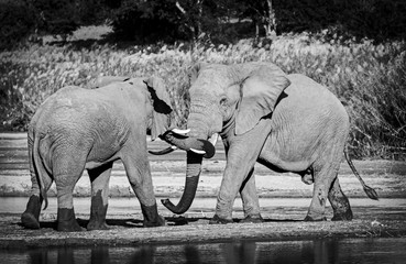 Elephant greeting at a river crossing in Hluhluwe National Park