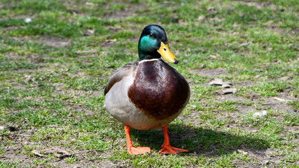 Mallard Duck in park on grass