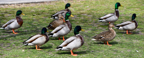 Assorted Ducks on grass in park