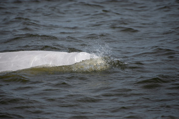 beluga whale in the churchill river hudson bay canada