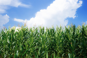 Corn plants are growing in farm.