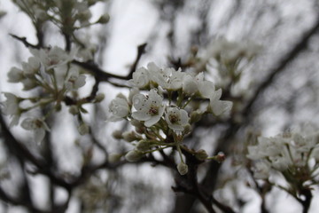 Obraz premium Blossom Tree 2020 II