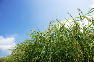 Ears of rice with blue sky.