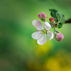 Obraz premium Beautiful apple tree flower in early spring