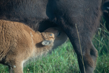 Obraz premium baby bison buffalo nursing