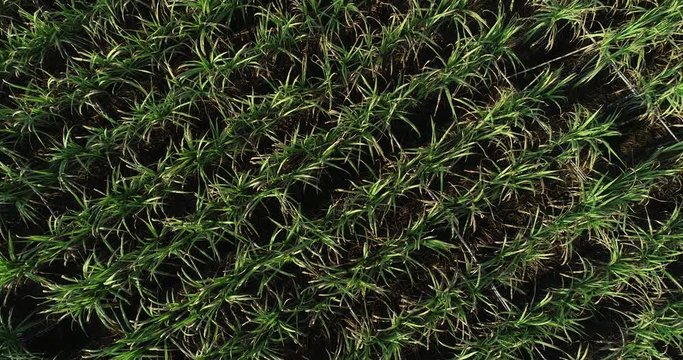 Aerial view of sugarcane plants growing at field in winter sunset