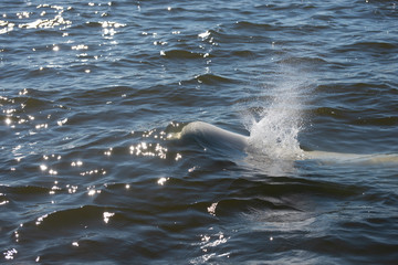 Naklejka premium beluga whales swimming in the cold arctic waters of the churchill river hudson bay manitoba canada