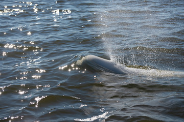 Naklejka premium beluga whales swimming in the cold arctic waters of the churchill river hudson bay manitoba canada
