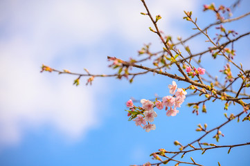 青空に咲く桜