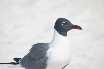 seagull on beach