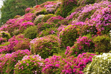 蹴上浄水場の色とりどりのツツジの花々です