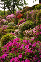 Fototapeta premium 蹴上浄水場の色とりどりのツツジの花々です