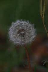 Fototapeta premium dandelion on green background