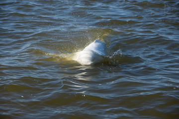 beluga whales swimming in the cold arctic waters of the churchill river hudson bay manitoba canada