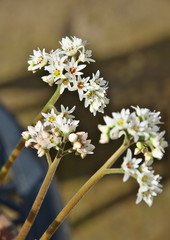 イワヤツデの花