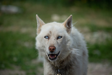 blue eyed sled dog husky canada