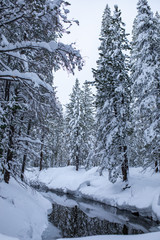 Donner Memorial State Park , California 