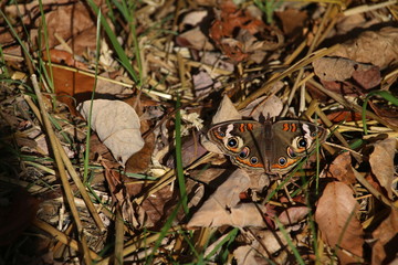 Butterfly on the ground 