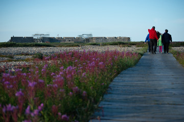 meadow of dwarf fireweed next to a boardwalk in the sub arctic
