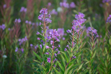 dwarf fireweed on the tundra near churchill manitoba