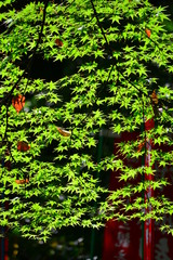 太陽の光に輝く青紅葉です