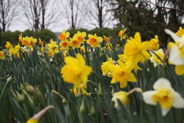 Fototapeta premium Daffodil Bed in early spring 2020 I 