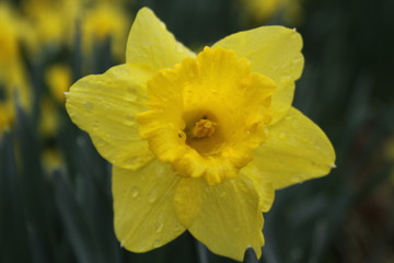 Yellow Daffodil 2020 X