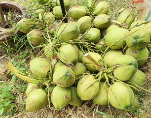 Green coconuts along the branches that lay on the grass. Young coconut water is a popular drink because it is rich in minerals and vitamins. Close-up of organic coconuts on the local market of Thailan