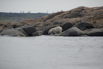 Fototapeta na wymiar polar bear entering the hudson bay
