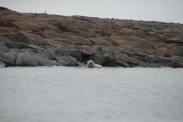 polar bear resting at the edge of the hudson bay in the summer