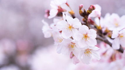Fototapeta premium Cherry blossoms in full bloom