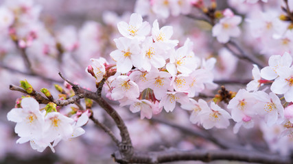 Fototapeta premium Cherry blossoms in full bloom