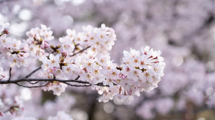 Obraz premium Cherry blossoms in full bloom