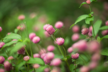 Obraz na płótnie Canvas pink flower in the garden