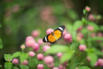 butterfly on a flower