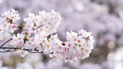 Obraz premium Cherry blossoms in full bloom