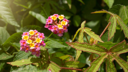 Obraz na płótnie Canvas West indian lantana, one of wild plants which have the wonderful orange flowers. This plant could treat various diseases such as rheumatism, skin itching, TUBERCULOSIS and many more
